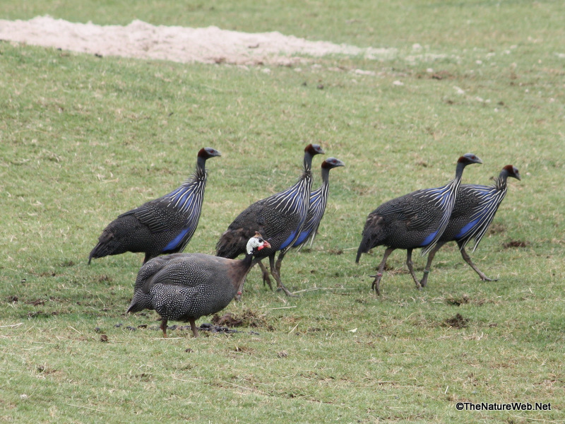 Upland Ground Birds